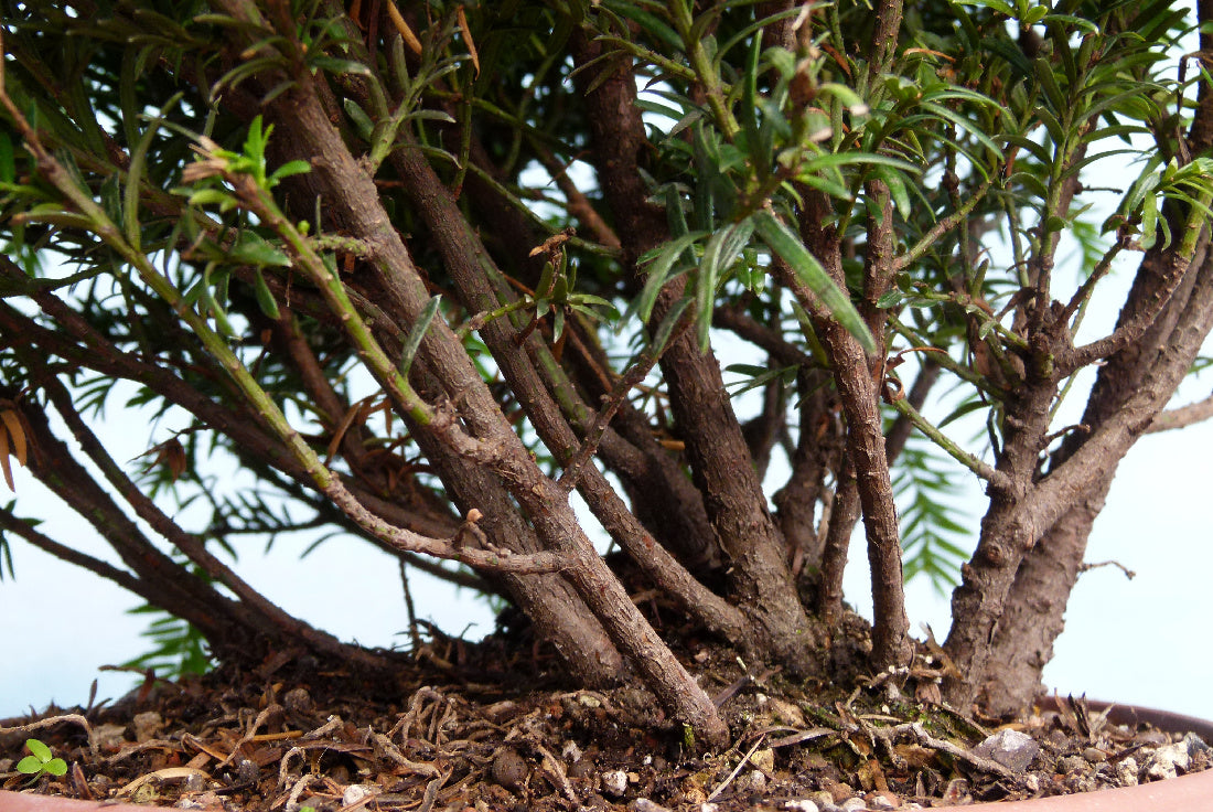 English Yew Bonsai Material