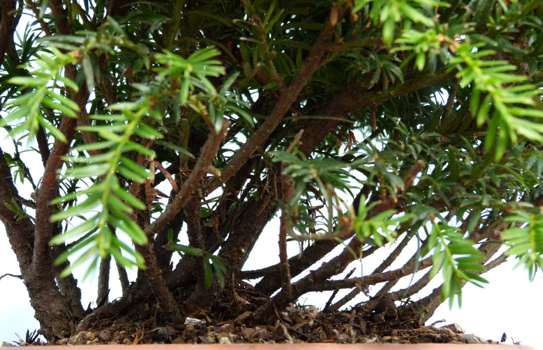 English Yew Bonsai Material