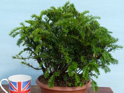 English Yew Bonsai Material