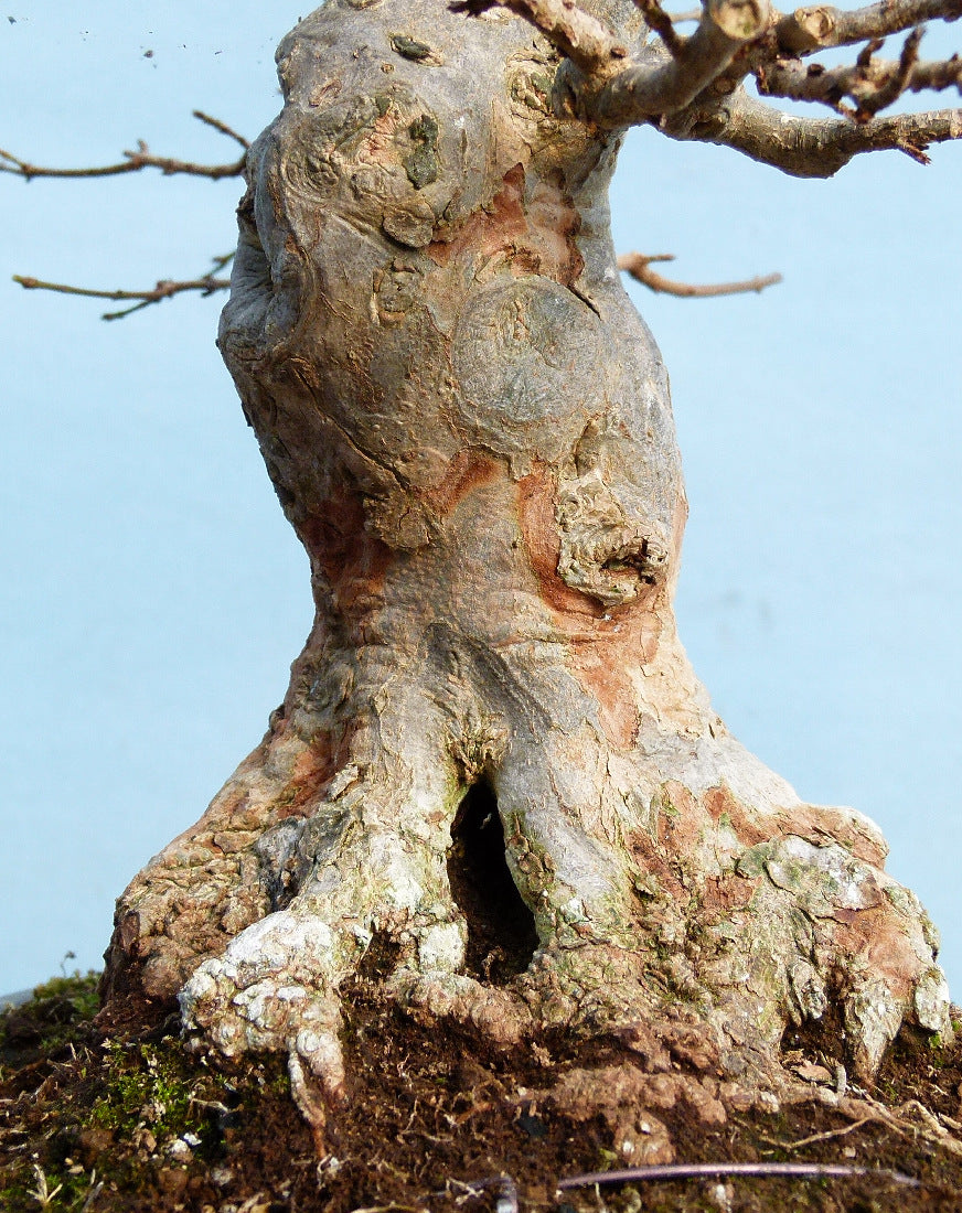 Trident Maple Bonsai Tree