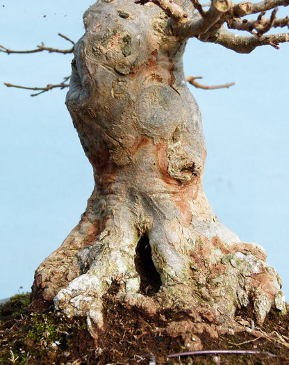 Trident Maple Bonsai Tree