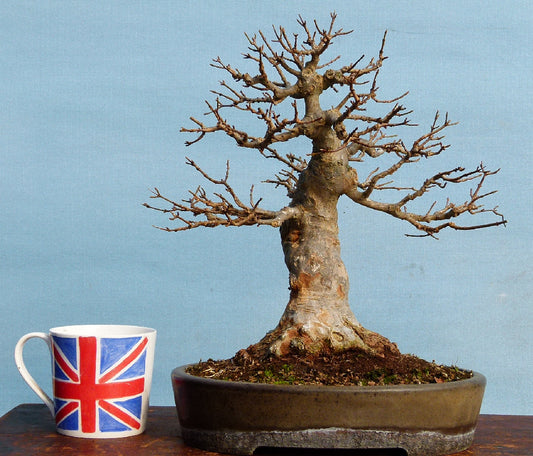 Trident Maple Bonsai Tree