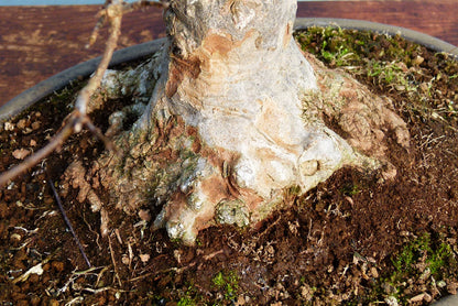 Trident Maple Bonsai Tree