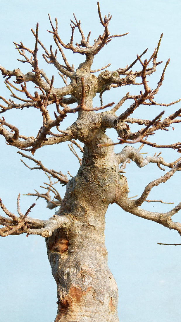 Trident Maple Bonsai Tree