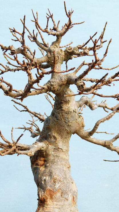 Trident Maple Bonsai Tree