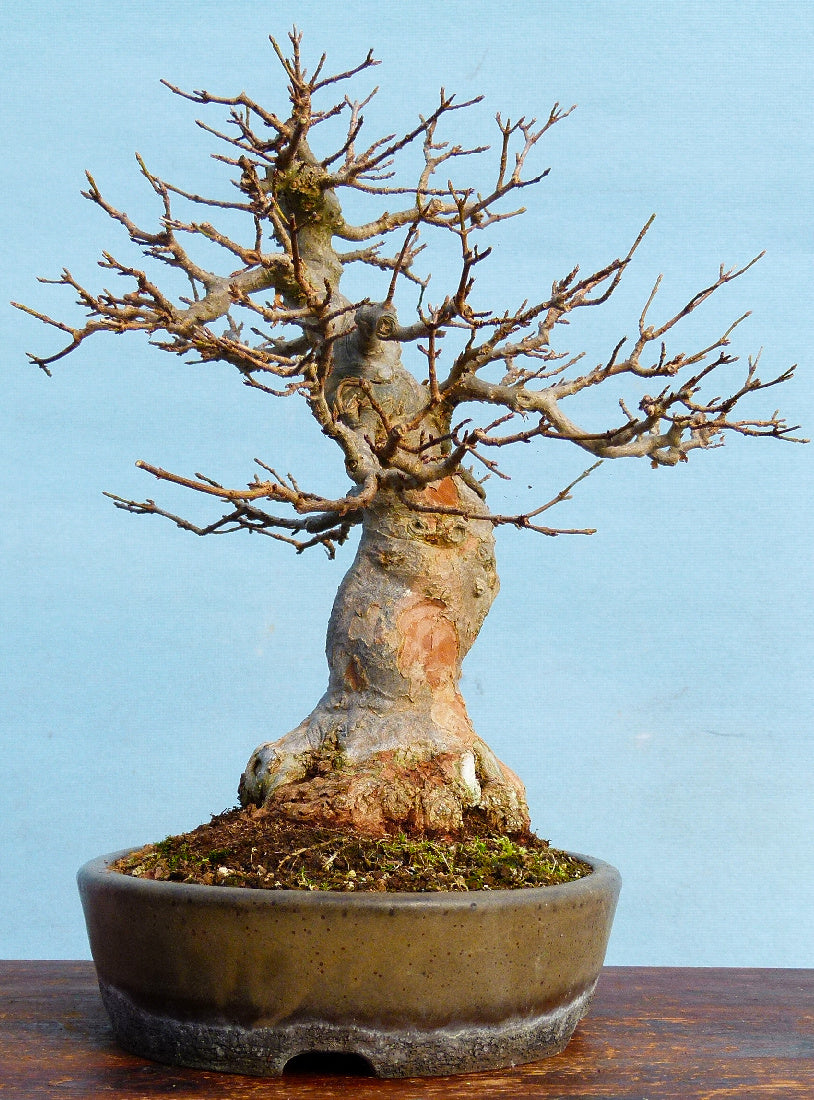 Trident Maple Bonsai Tree