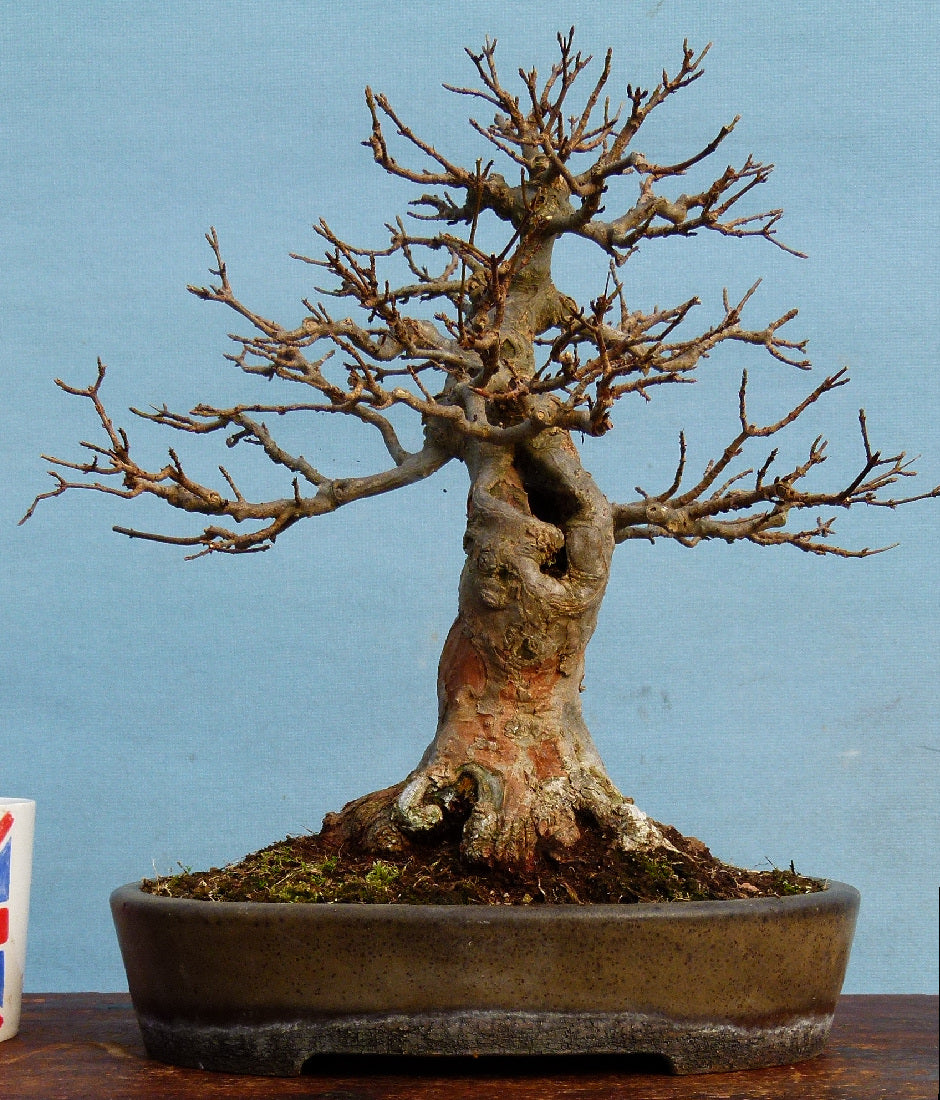 Trident Maple Bonsai Tree