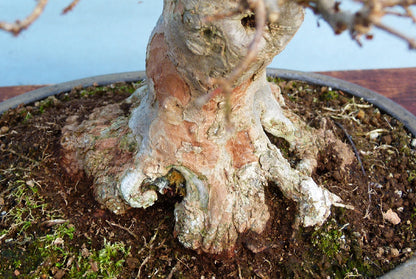 Trident Maple Bonsai Tree