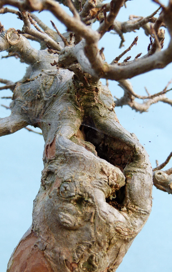 Trident Maple Bonsai Tree