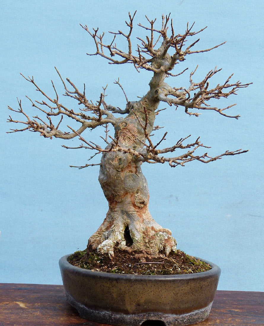 Trident Maple Bonsai Tree