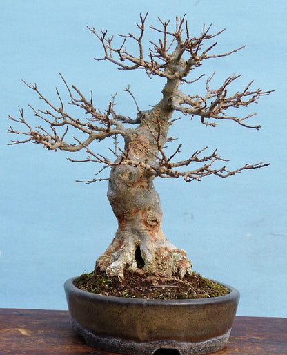 Trident Maple Bonsai Tree