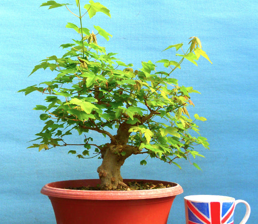 Trident Maple Bonsai Starter Tree - Bonsai Material