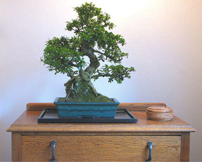 Bonsai Humidity Tray / Bonsai Drip Tray Rectangle