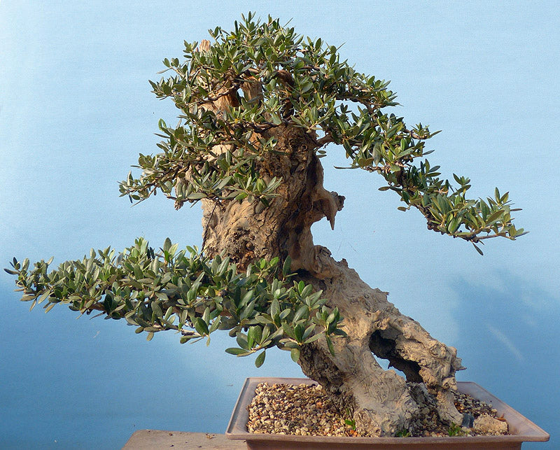 Bonsai Trees for Sale