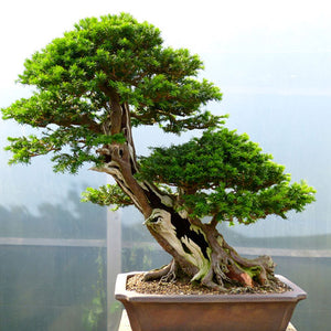 Bonsai Shop - Trees, pots, soil, tools for sale - Kaizen Bonsai