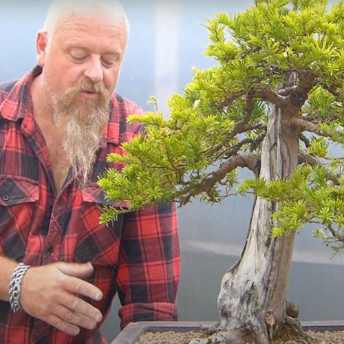 Bonsai Videos