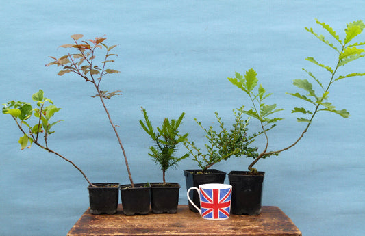 Bonsai Starter Trees 5 x Clearance