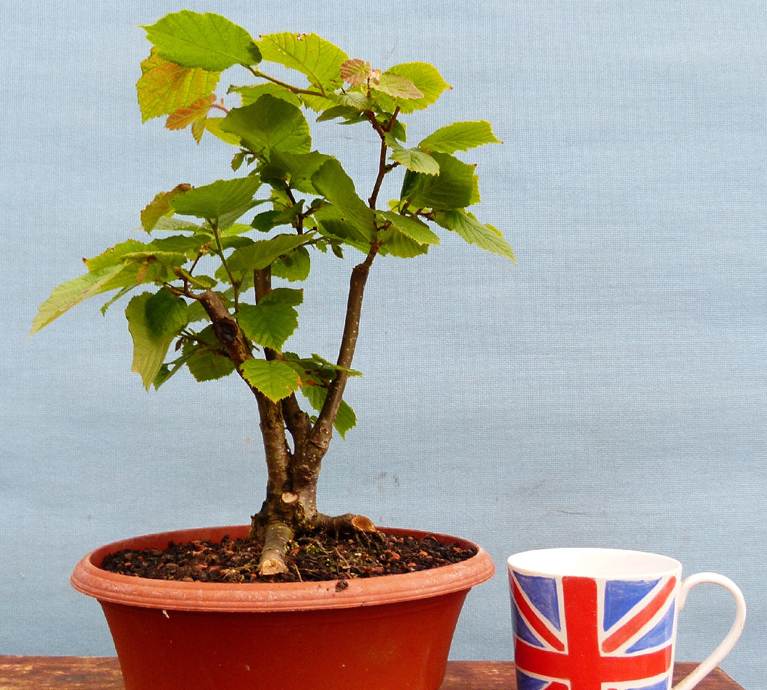 Hazel Bonsai Tree Starter Plants - CLEARANCE SALE