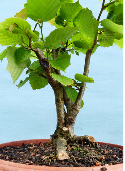 Hazel Bonsai Tree Starter Plants - CLEARANCE SALE