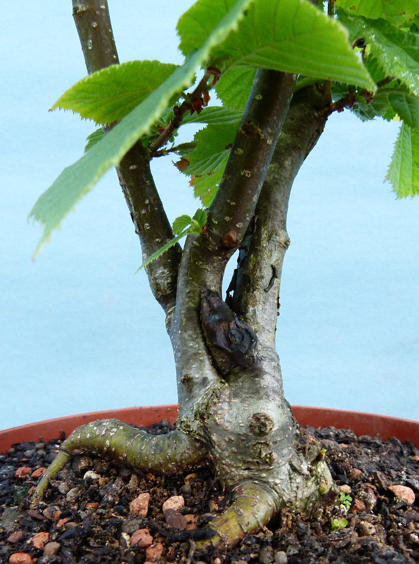 Hazel Bonsai Tree Starter Plants - CLEARANCE SALE