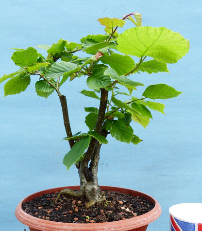 Hazel Bonsai Tree Starter Plants - CLEARANCE SALE