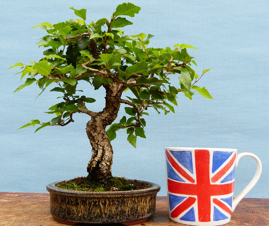 Korean Hornbeam Shohin Bonsai Tree