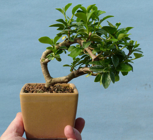 Privet Flowering Shohin Bonsai Material