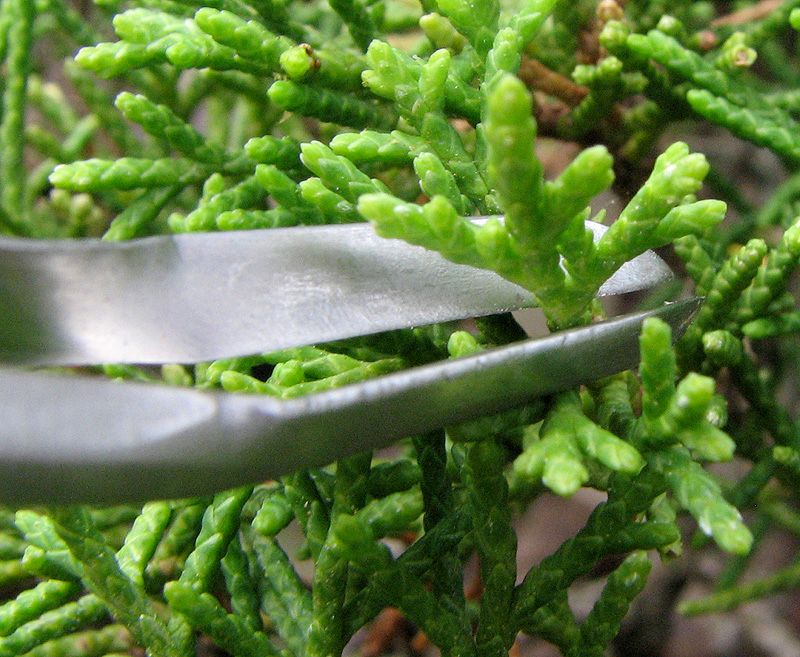 Japanese Bonsai Pruning Tweezers