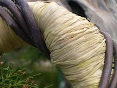 Natural Raffia Used to Support Bending a Branch