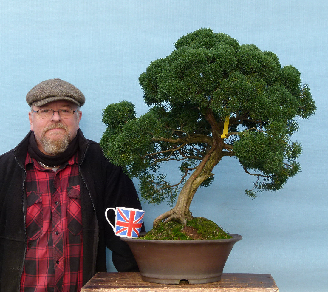 EXCEPTIONAL Juniper Kyushu Specimen Quality Bonsai Tree