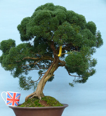 Juniper Kyushu Quality Japanese Bonsai Tree