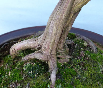 Juniper Kyushu Quality Japanese Bonsai Tree