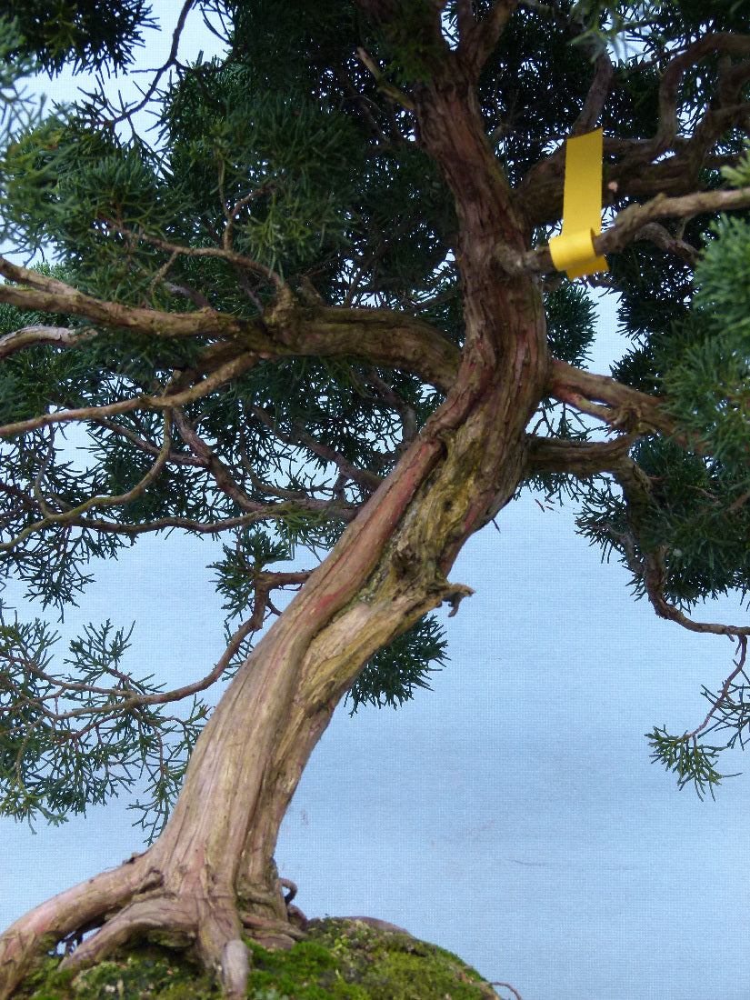 Juniper Kyushu Quality Japanese Bonsai Tree