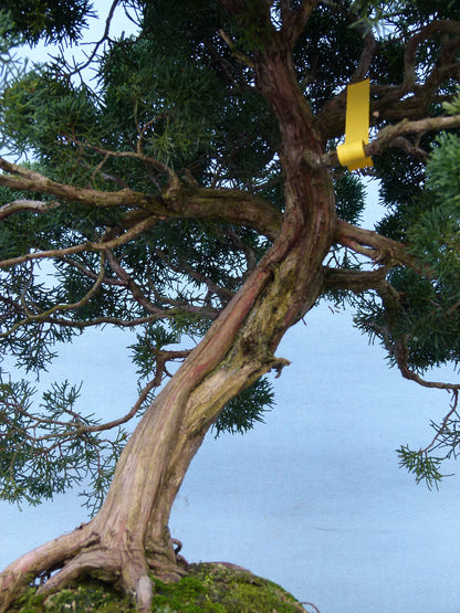 Juniper Kyushu Quality Japanese Bonsai Tree