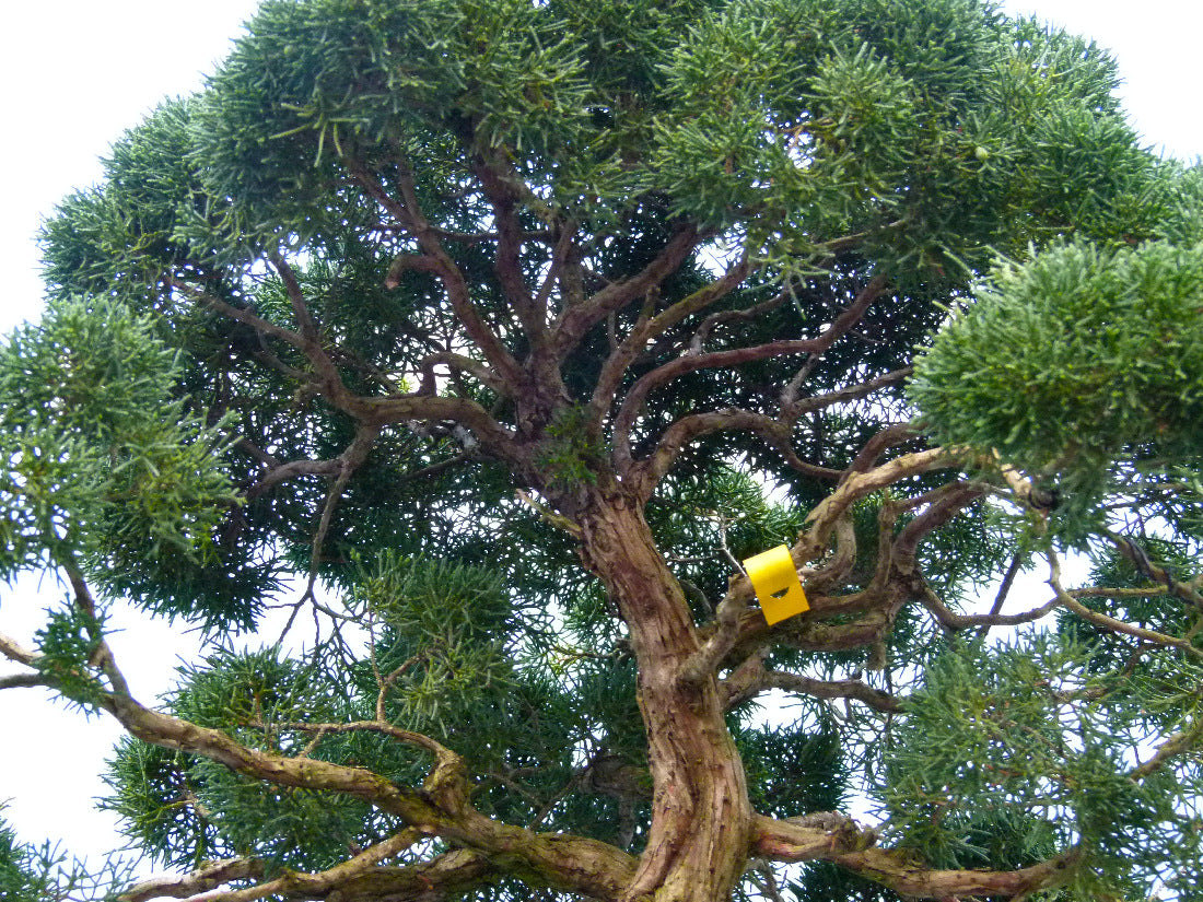 Juniper Kyushu Quality Japanese Bonsai Tree