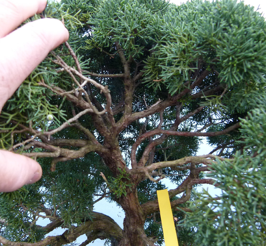 Juniper Kyushu Quality Japanese Bonsai Tree