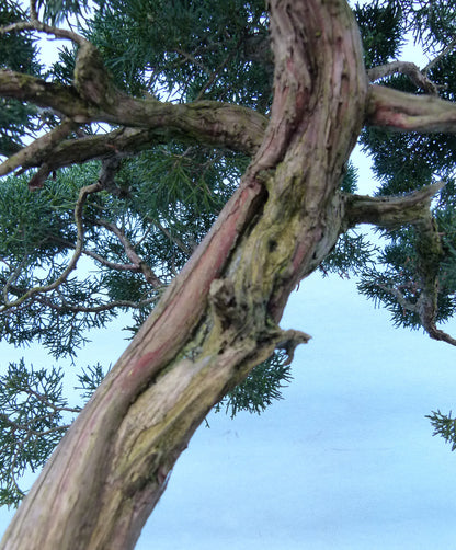 Juniper Kyushu Quality Japanese Bonsai Tree