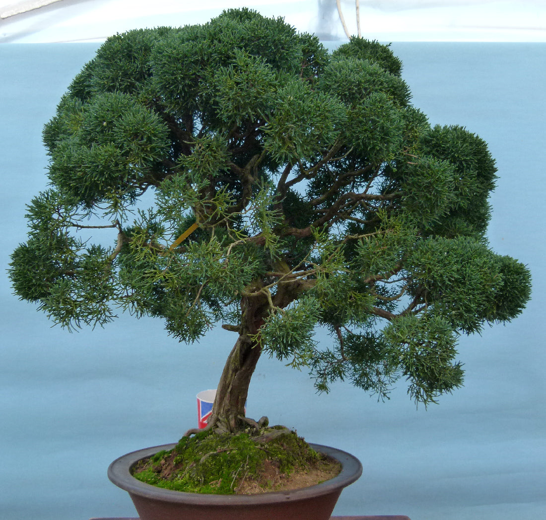 Juniper Kyushu Quality Japanese Bonsai Tree