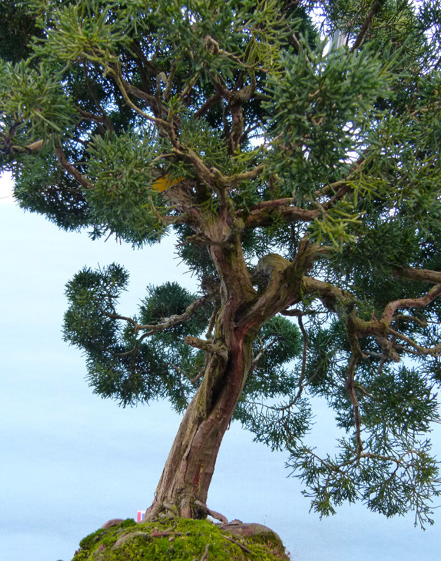 Juniper Kyushu Quality Japanese Bonsai Tree