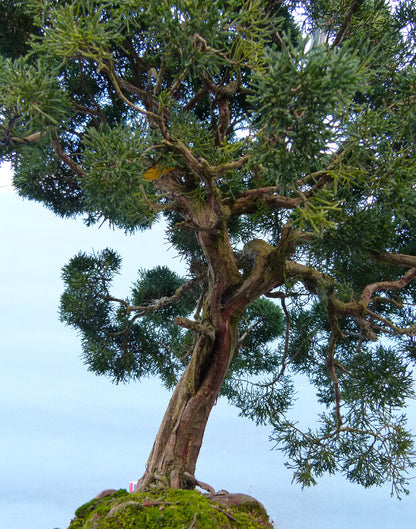 Juniper Kyushu Quality Japanese Bonsai Tree