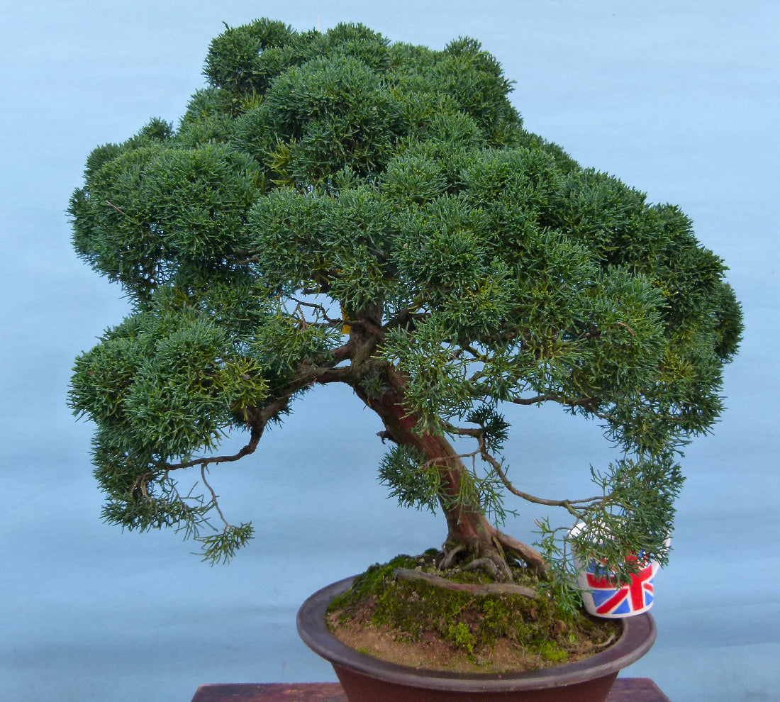 Juniper Kyushu Quality Japanese Bonsai Tree