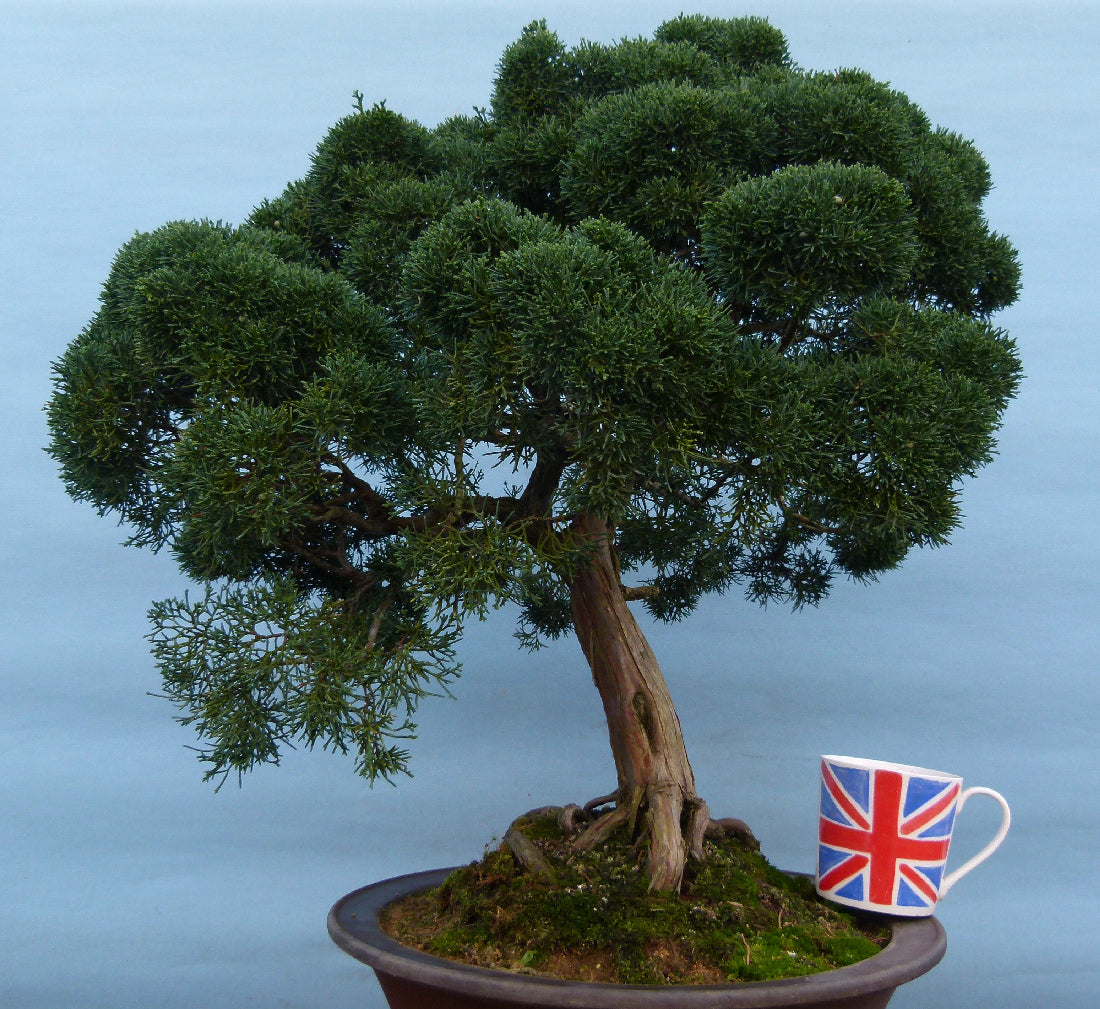 Juniper Kyushu Quality Japanese Bonsai Tree