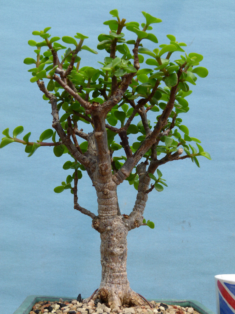 Portulacaria Bonsai Starter Tree Bonsai Material - Clearance