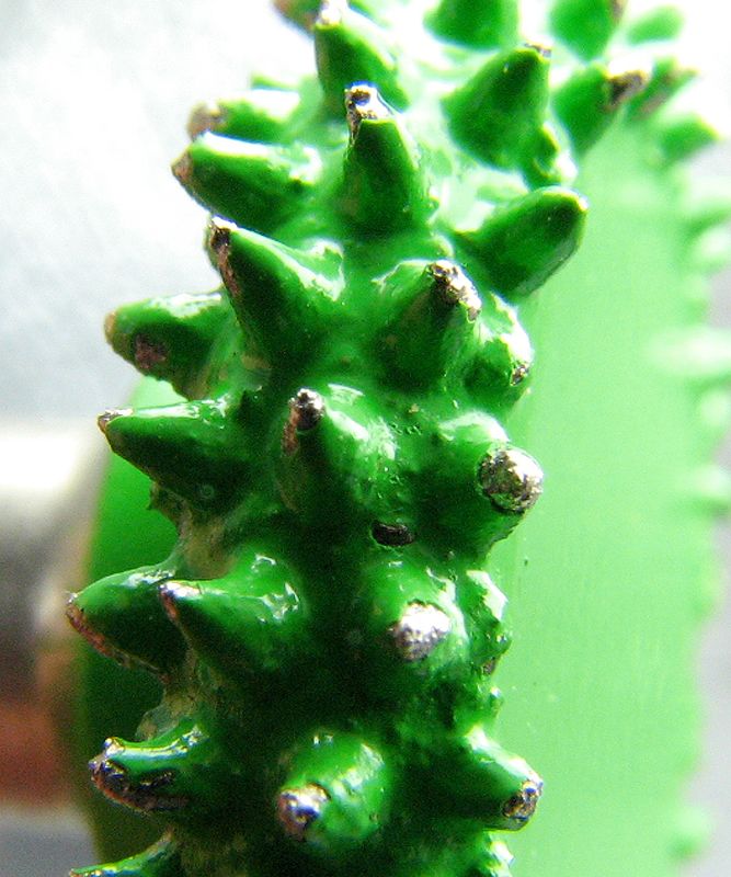 Termite™ Wood Carving Burrs - Coarse Grade