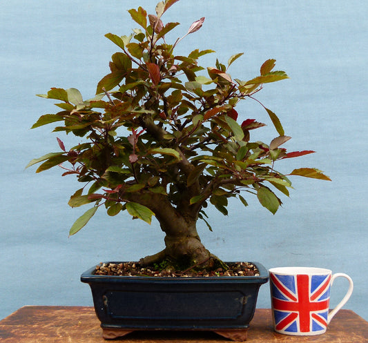 Red Leaved Crab Apple Bonsai Tree