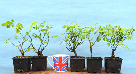 Bonsai Starter Trees 5 x Clearance - Wild Rose