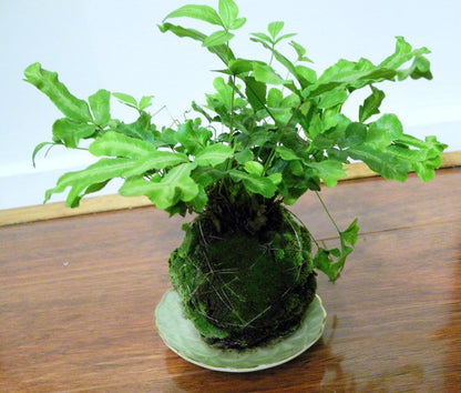 Keto-Tsuchi - Kokedama Soil