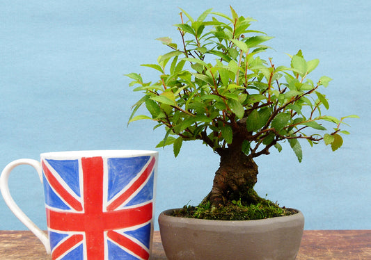 Spirea Flowering Shohin Bonsai Tree