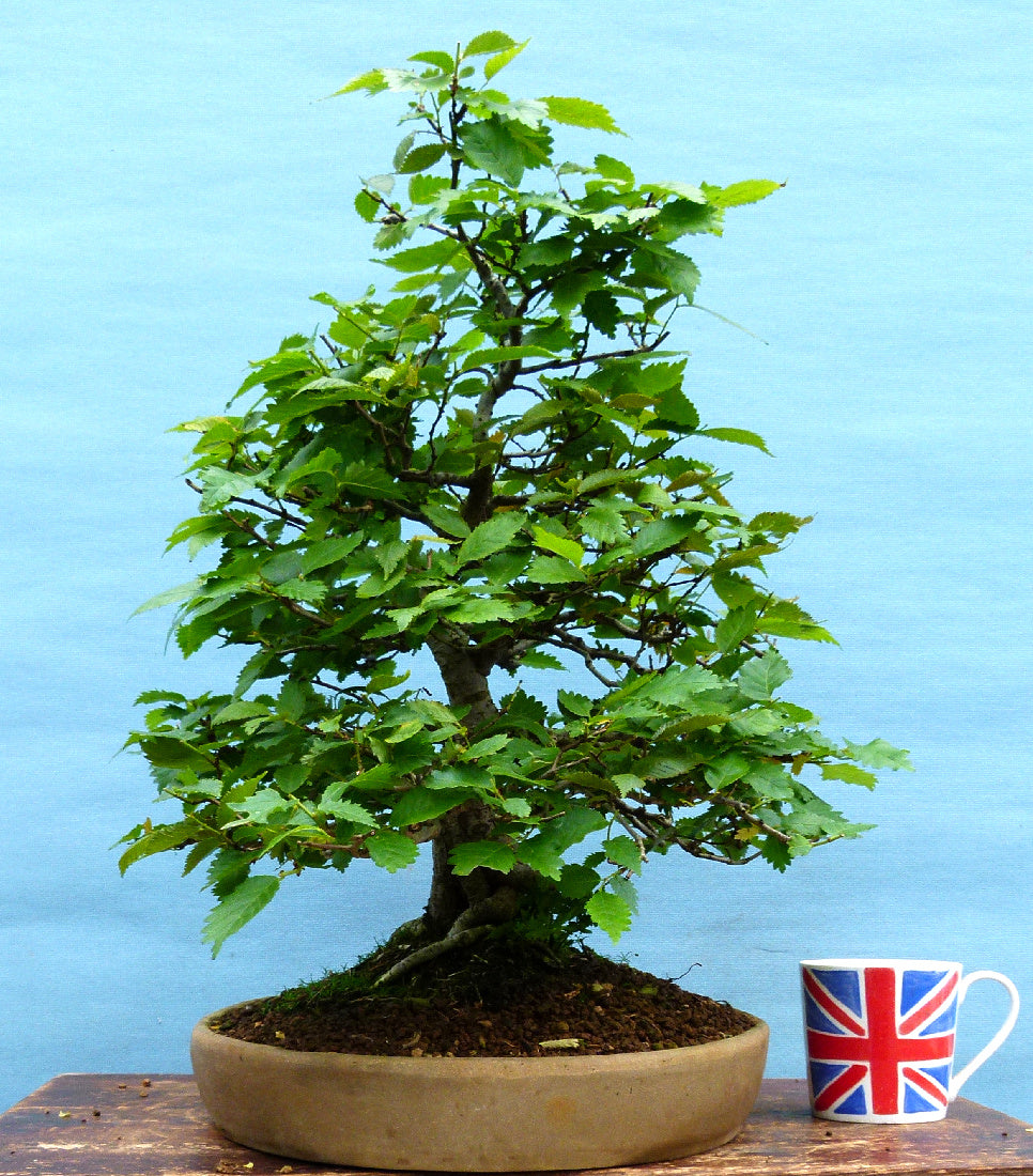 Wych Elm Native Bonsai Tree