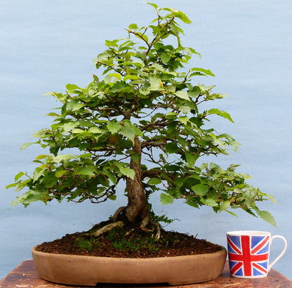 Wych Elm Native Bonsai Tree